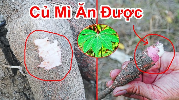 Ăn phân người: nguy cơ và ứng dụng y học