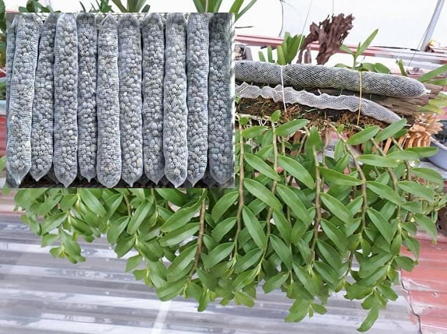 Phân dê có tác dụng gì