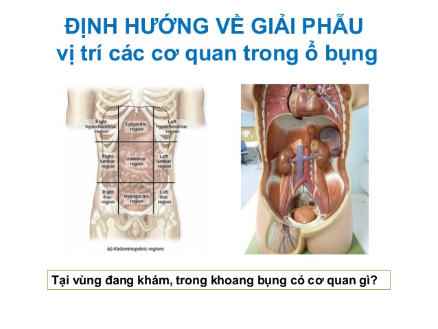Phân khu ổ bụng, cấu trúc, chức năng và Ứng dụng trong y học