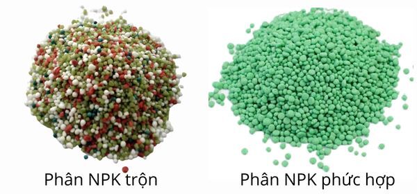 Phân npk là phân gì?