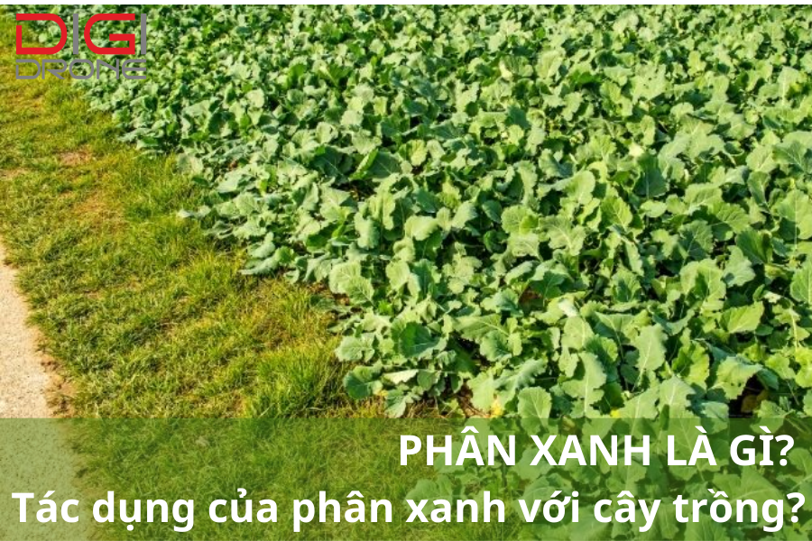 Phân xanh - nguyên nhân, dấu hiệu và cách xử lý hiệu quả